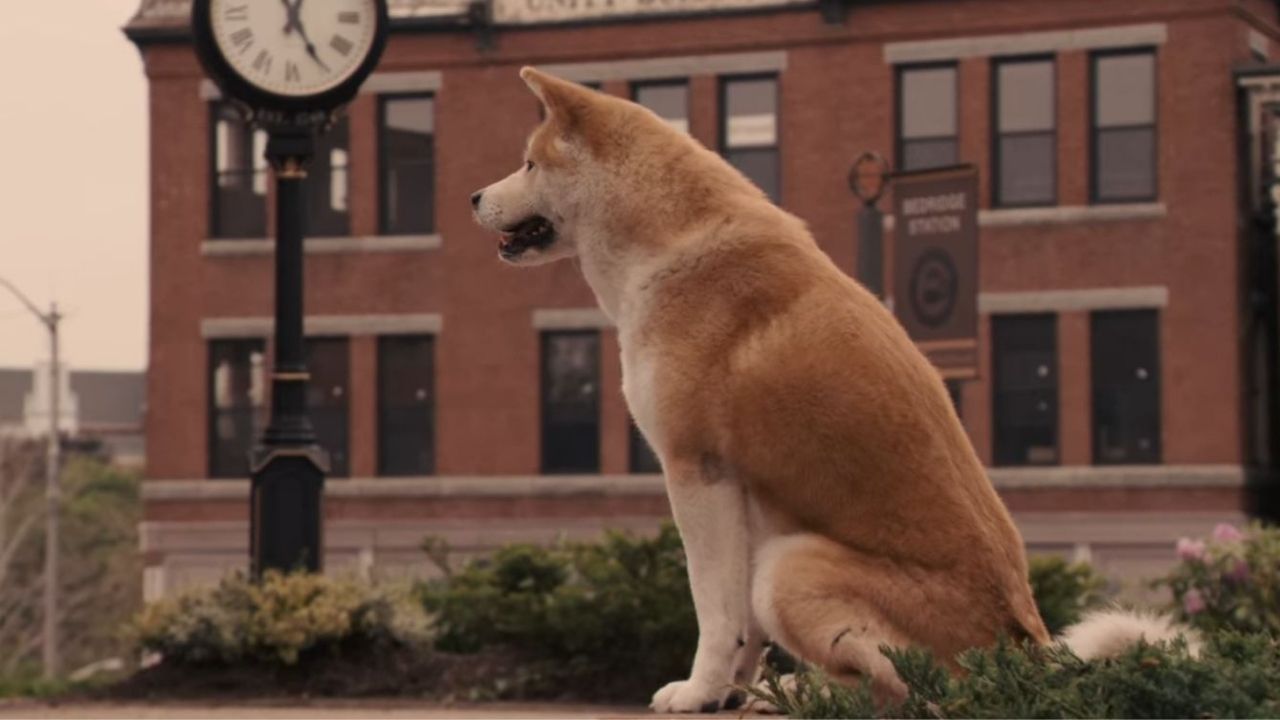 Film Anjing Tersedih Sepanjang Masa